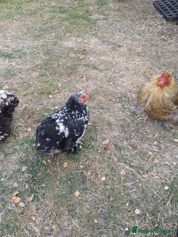 Chickens poultry - Advert 12