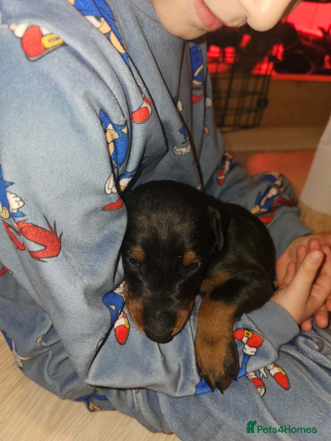 Dobermann dogs for sale: ☆☆DOBERMAN PUPPIES FOR SALE ☆☆ - Advert 5