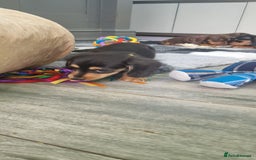 Miniature Dachshund dogs for sale: Miniature Dachshund puppies Longhaired & Smooth  - Image 15