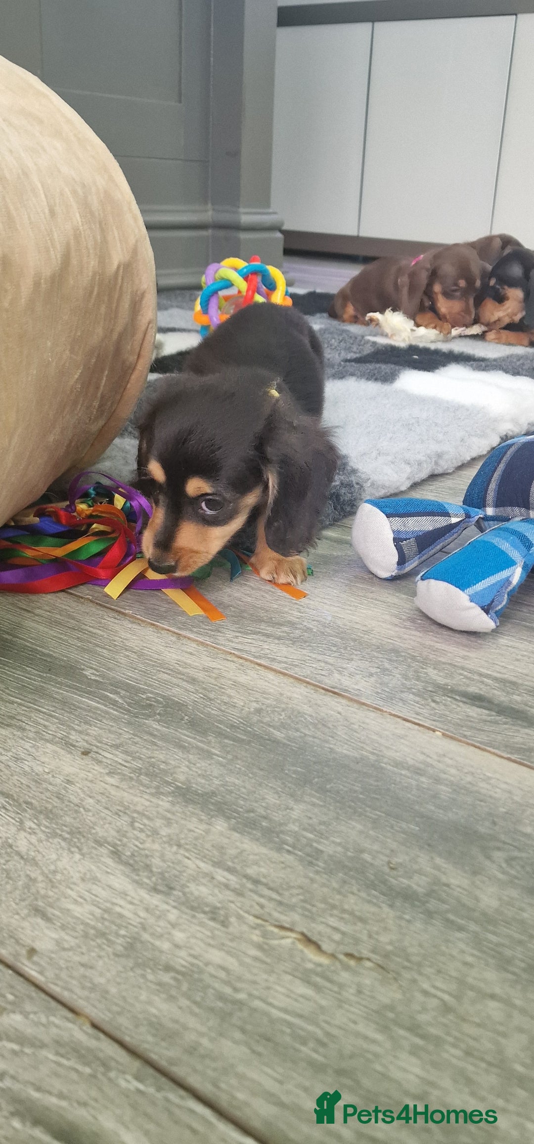 Miniature Dachshund dogs for sale: Miniature Dachshund puppies Longhaired & Smooth  - Image 15