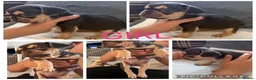 French Bulldog dogs for sale: 7 French Bulldogs KC registered  - Advert 4