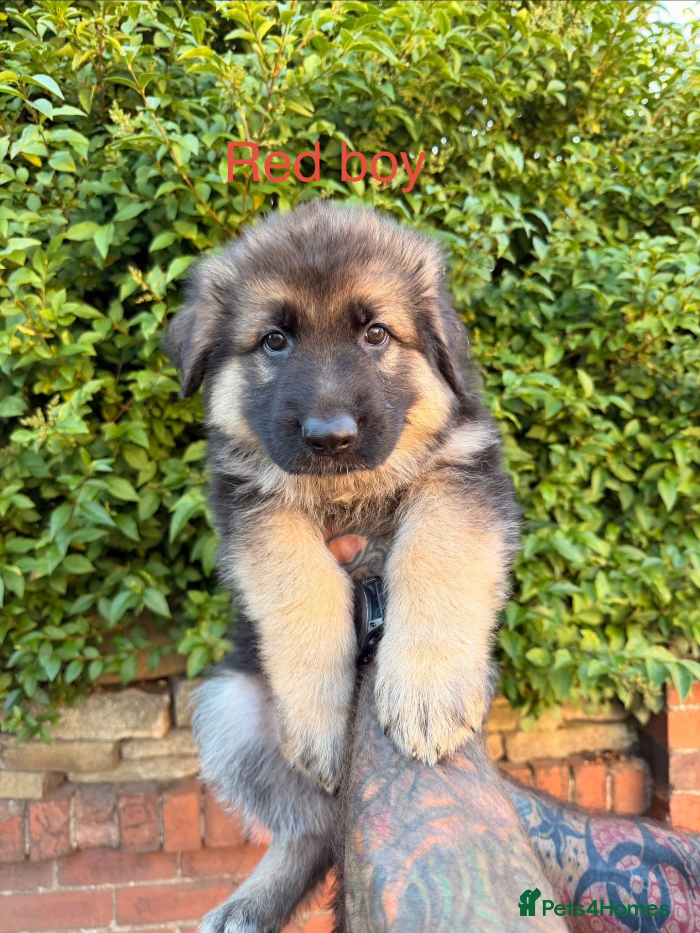 German Shepherd dogs German shepherd puppies  - Advert 12