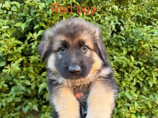 German Shepherd dogs German shepherd puppies - Advert 1