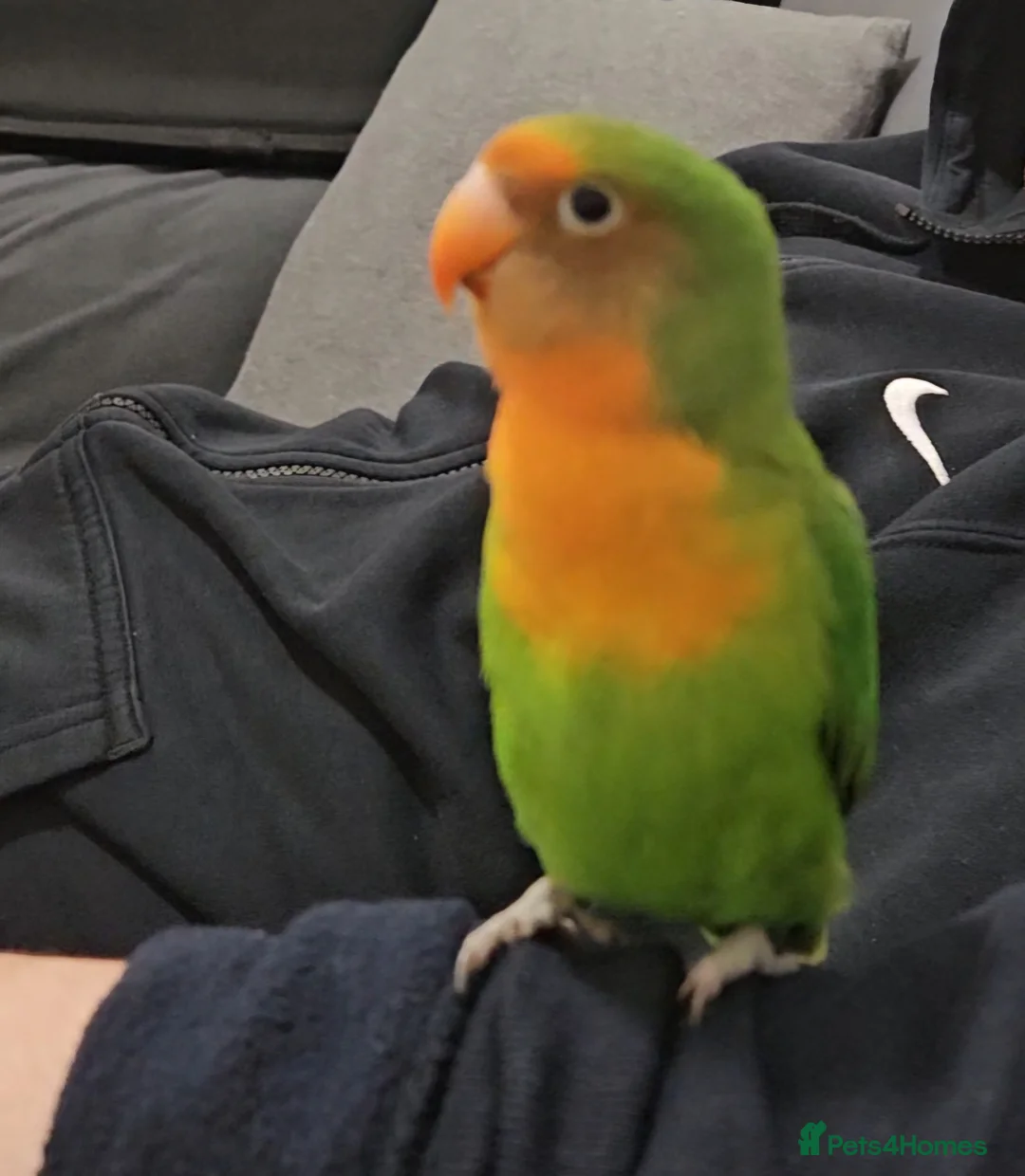Lovebirds birds for sale: Sweet 4 months female lovebird - Advert 3