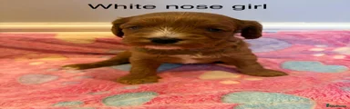 Cavapoo 4