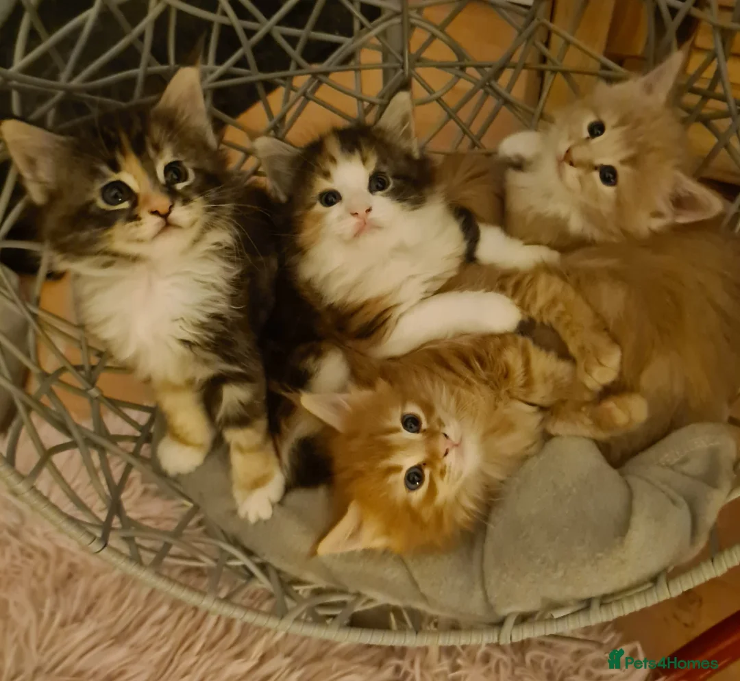 Maine Coon cats for stud: Champion Blue silver Maine Coon TICA GCCF Pedigree in Irvine - Advert 16