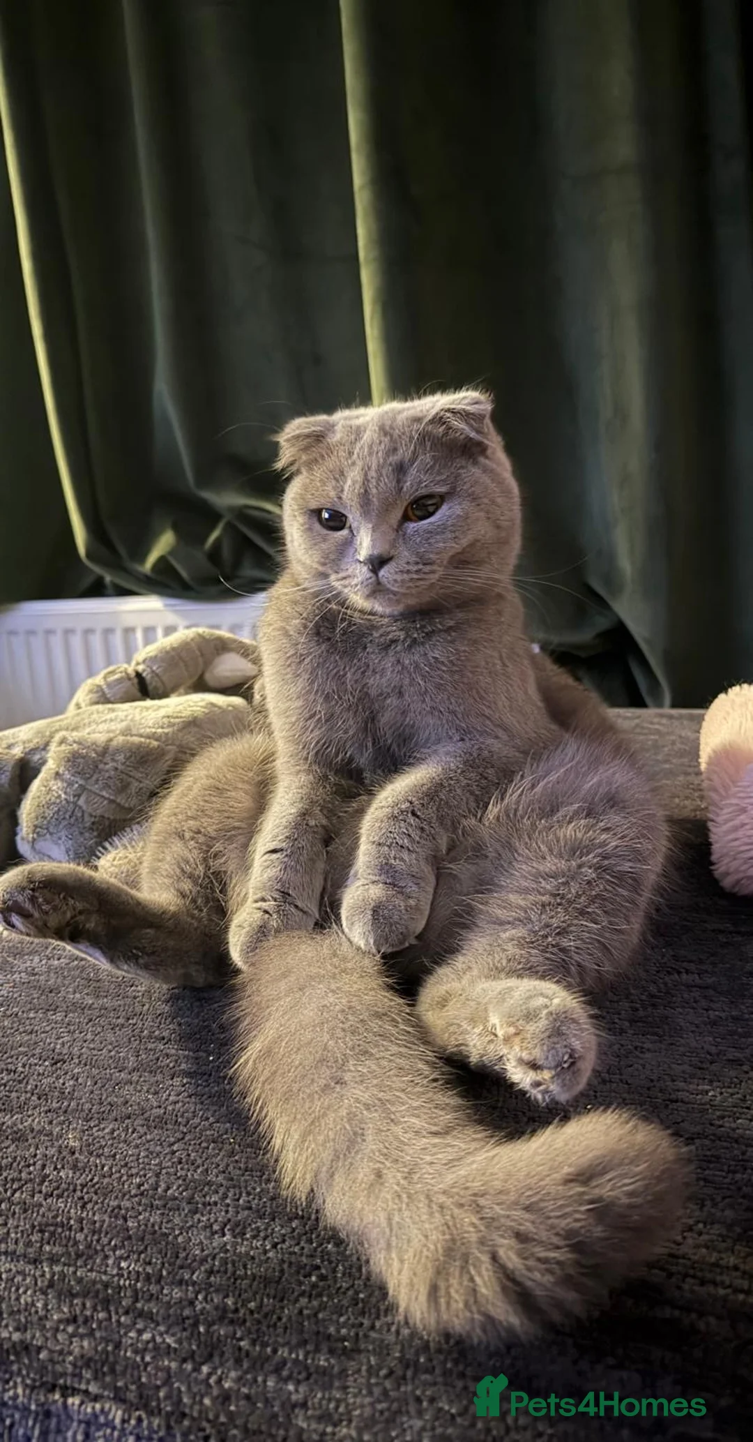 Scottish Fold cats for sale: female scottish fold  - Advert 1