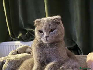 Scottish Fold cats female scottish fold - Advert 1