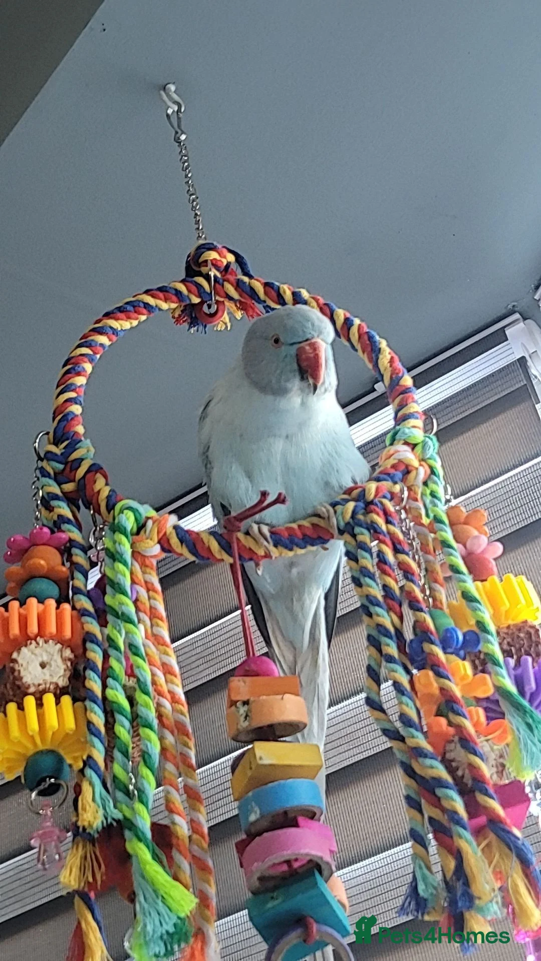 Ringnecks birds for sale: Female Indian ringneck in Oldbury - Advert 1