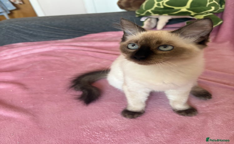 Siamese cats - Advert 2