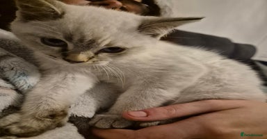 Selkirk Rex cats Tica registered pedigree selkirk rex kittens - Advert 5