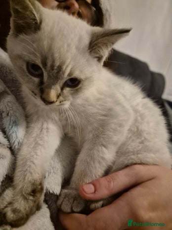 Selkirk Rex cats Tica registered pedigree selkirk rex kittens - Advert 1