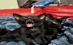 American Shorthair cats for sale: Cute 4 little females ready to go to new home - Image 12