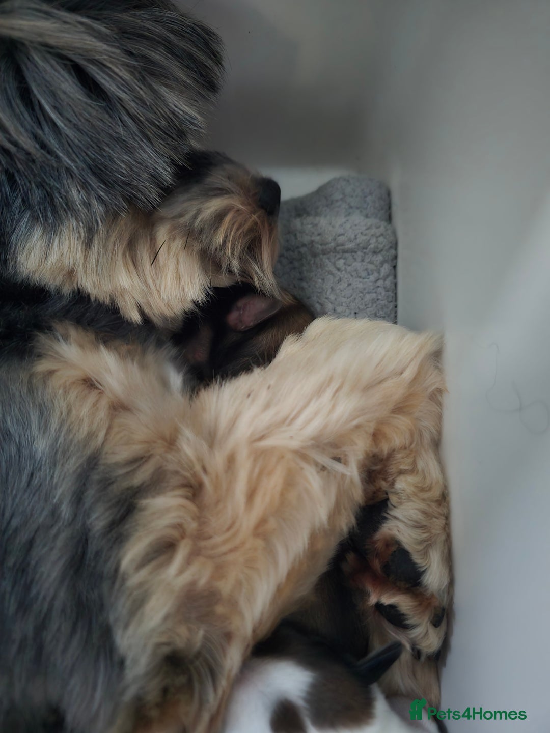 Mixed Breed dogs for sale: Shorkie cross lhasa apso pups - Advert 12