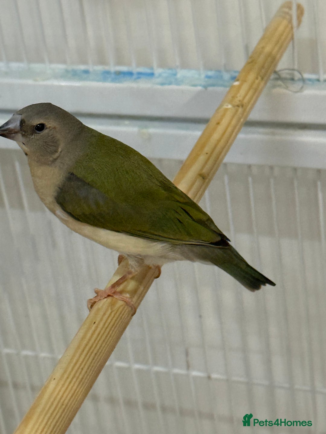 Finches birds for sale: gouildan finches available Runcorn  - Advert 9