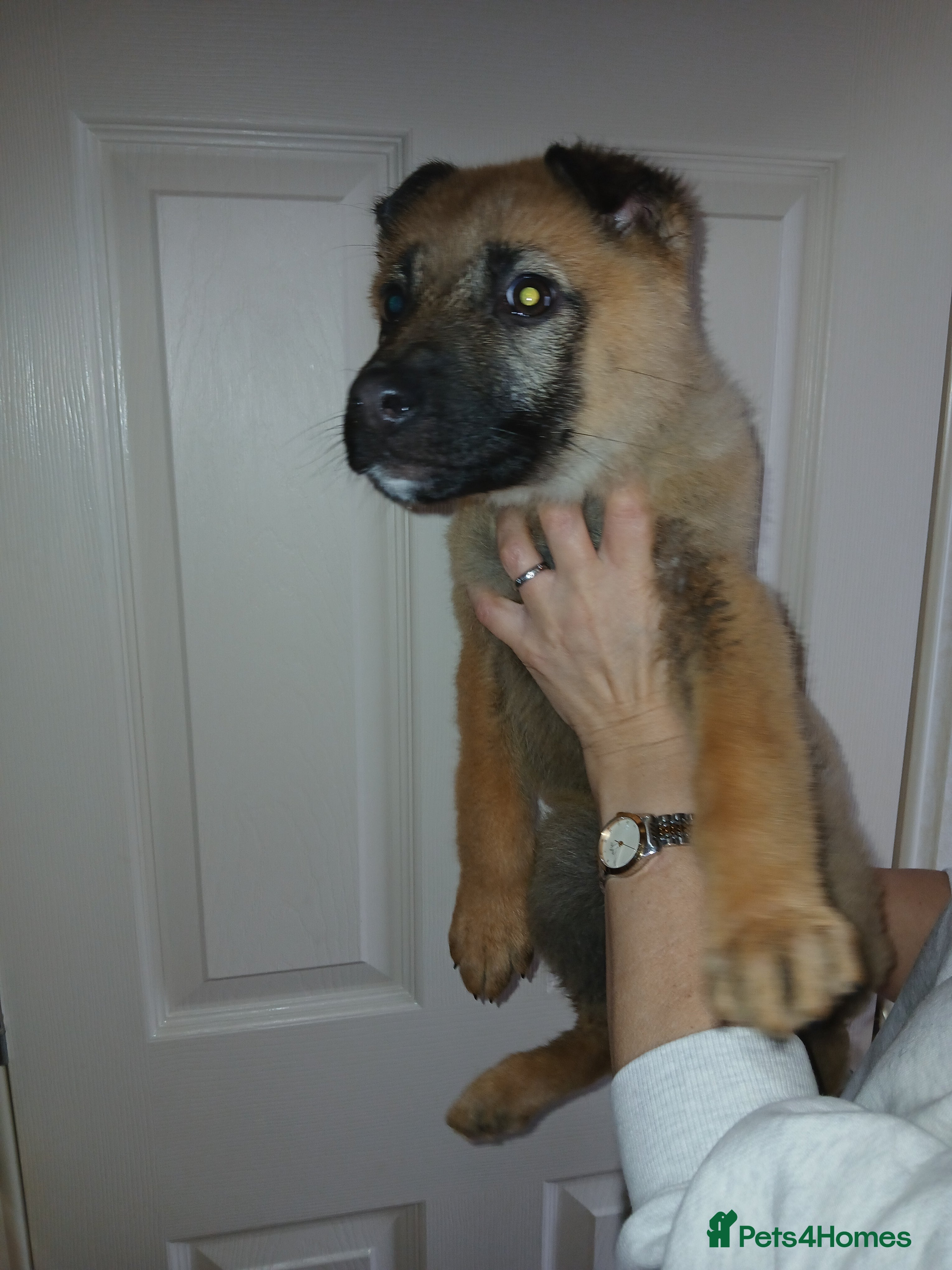 German Shepherd dogs Czech shepherd  - Advert 7