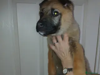 German Shepherd dogs Czech shepherd - Advert 7