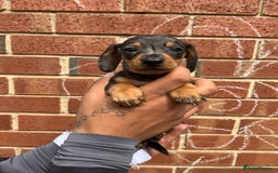 Miniature Dachshund dogs for sale: Miniature dachshunds  - Image 17