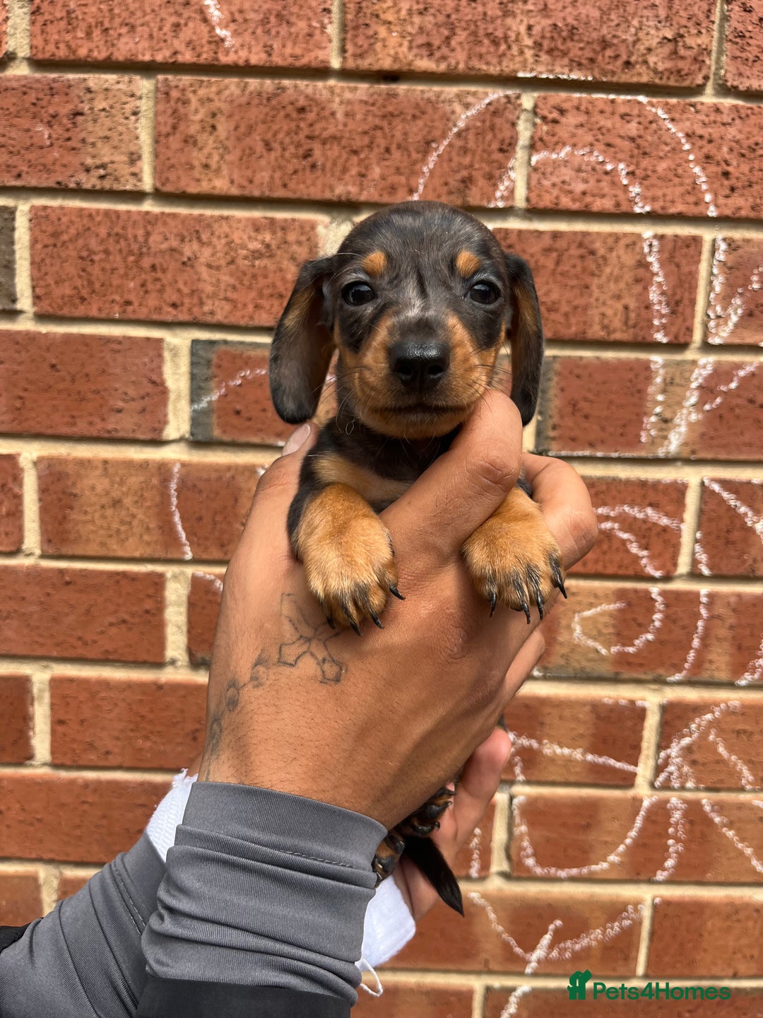 Miniature Dachshund dogs for sale: Miniature dachshunds  - Image 17
