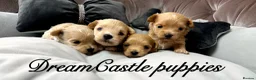 Maltipoo dogs for sale: Tiny maltipoo puppies Asian poodle dad  - Advert 10