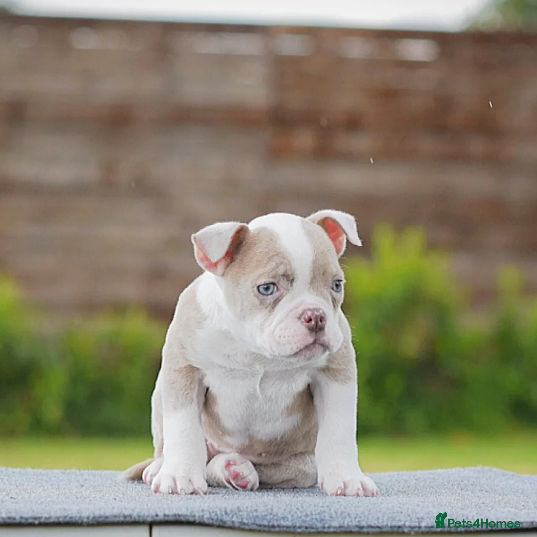 Olde English Bulldogge dogs for sale: 23❤️YEARS❤️5⭐️RATED❤️LICENSED❤️PROFESSIONALS❤️ - Advert 2