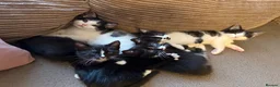 Domestic Shorthair cats for sale: 5 adorable kittens – 3 boys and 2 girls - Advert 2