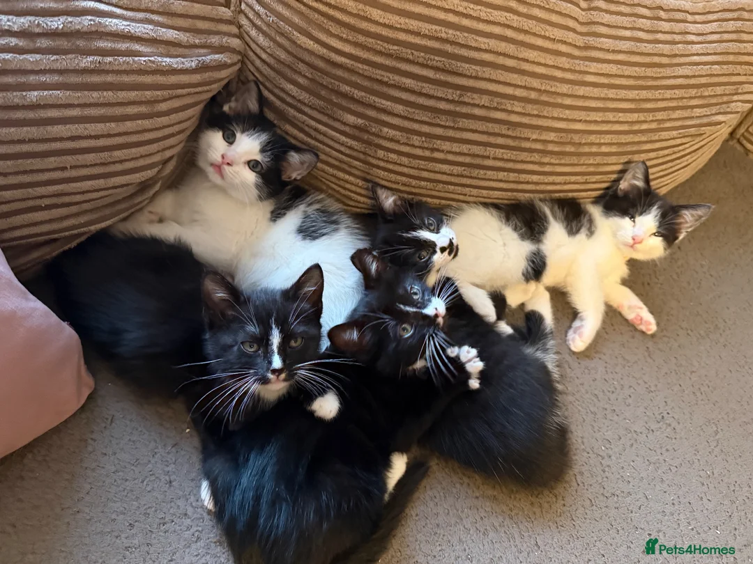 Domestic Shorthair cats for sale: 5 adorable kittens – 3 boys and 2 girls - Advert 2