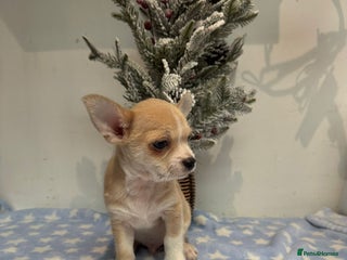 Chihuahua dogs Chihuahua - Advert 5