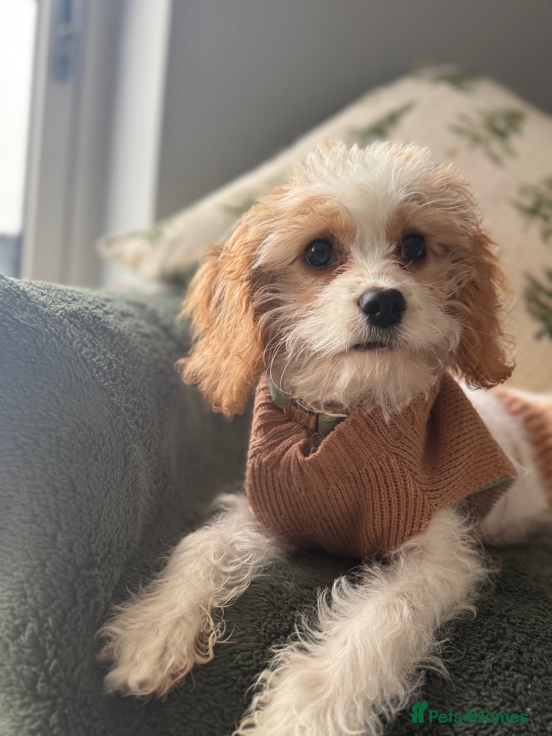 Cavapoo dogs for sale: The sweetest red and white Cavapoo girl  - Advert 3