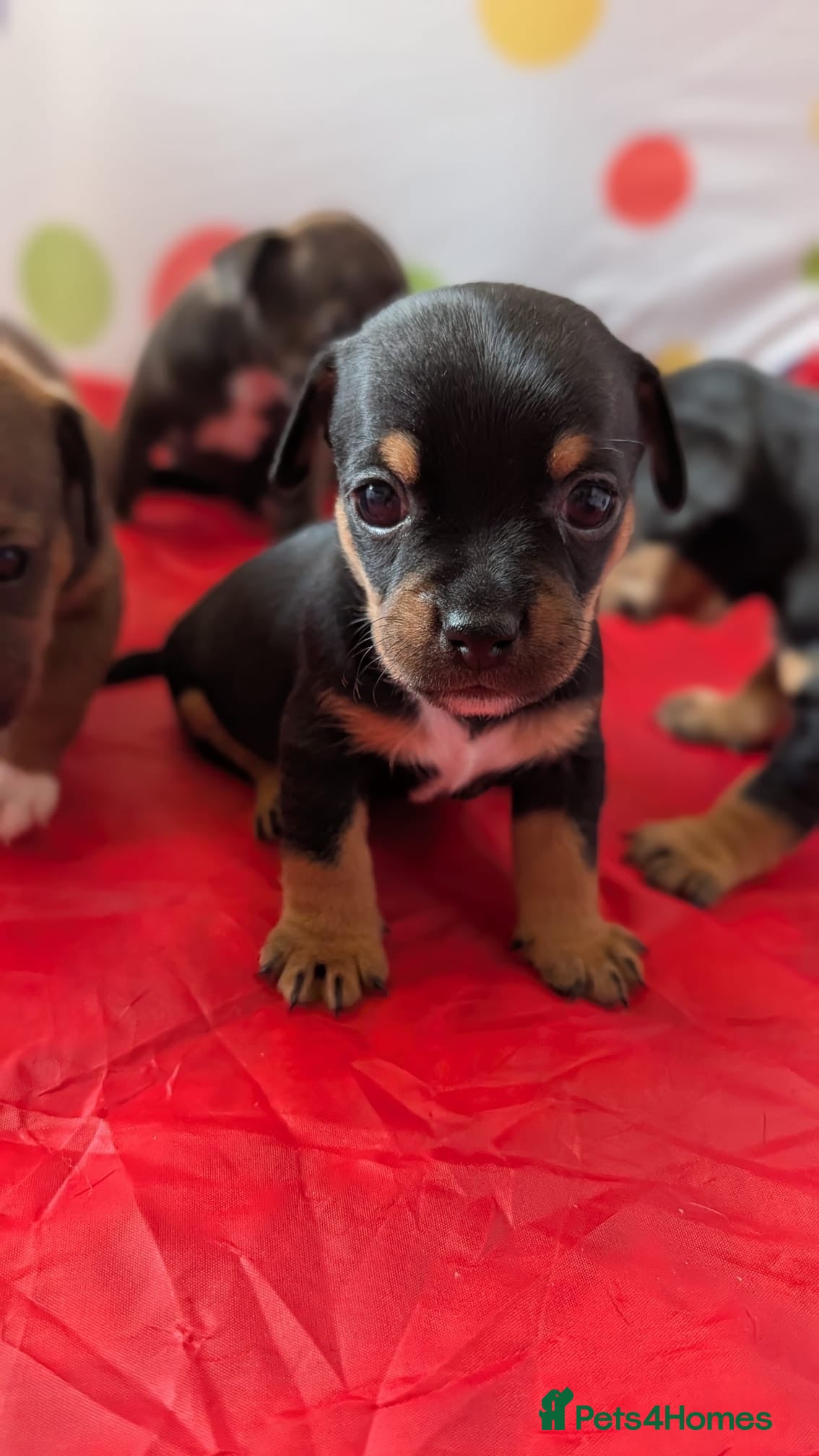 Mixed Breed dogs Frenchie Cross puppies - Advert 18
