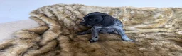 Mixed Breed dogs for sale: Male German pointers  in Towcester - Advert 3
