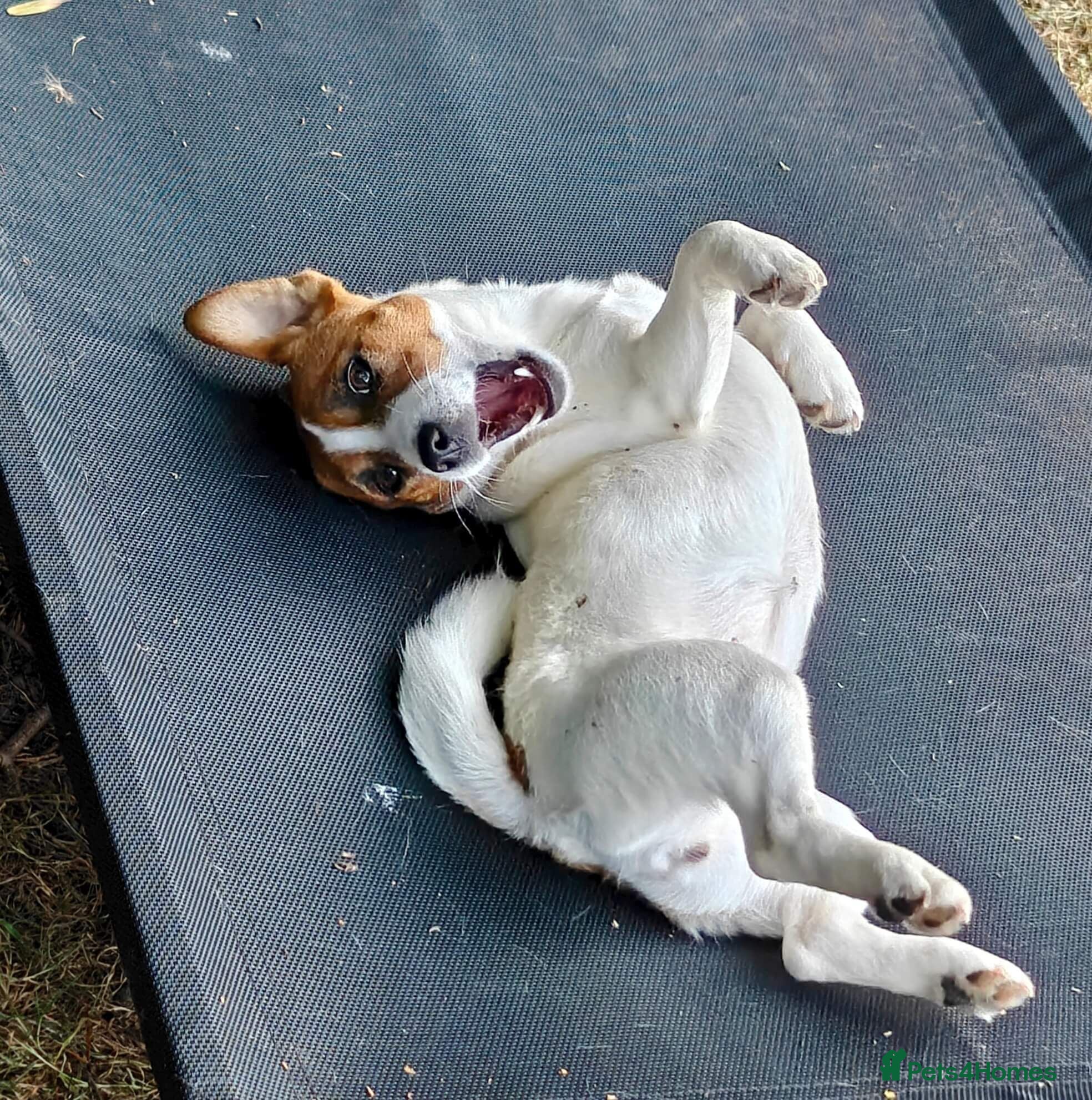 Jack Russell dogs Jack Russell Terrier Female ~1.5 years, spayed - Advert 1