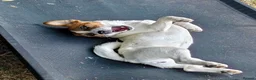 Jack Russell dogs for adoption: Jack Russell Terrier Female ~1.5 years, spayed - Advert 1