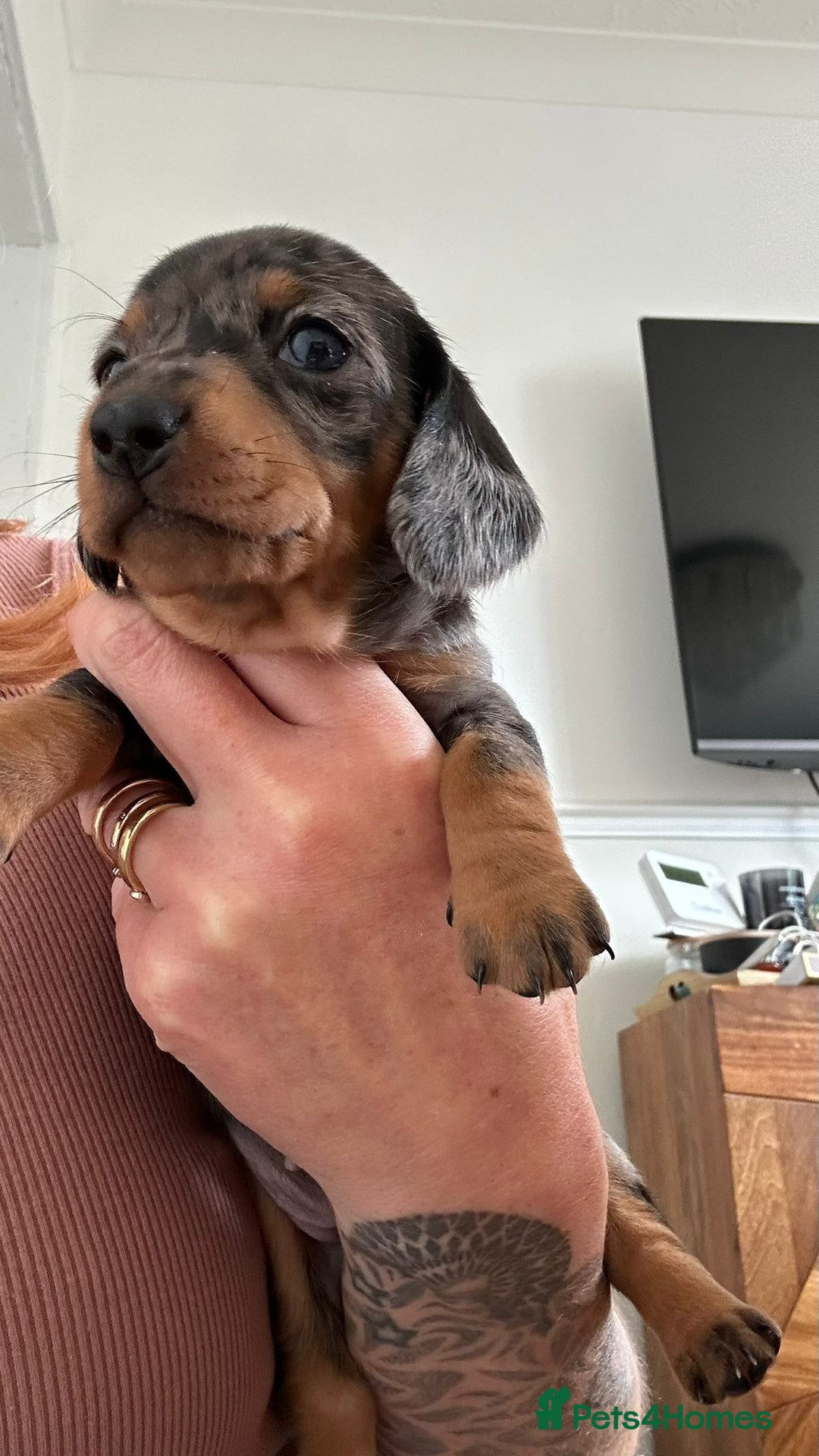 Dachshund dogs for sale: Miniature Daschund - Image 13