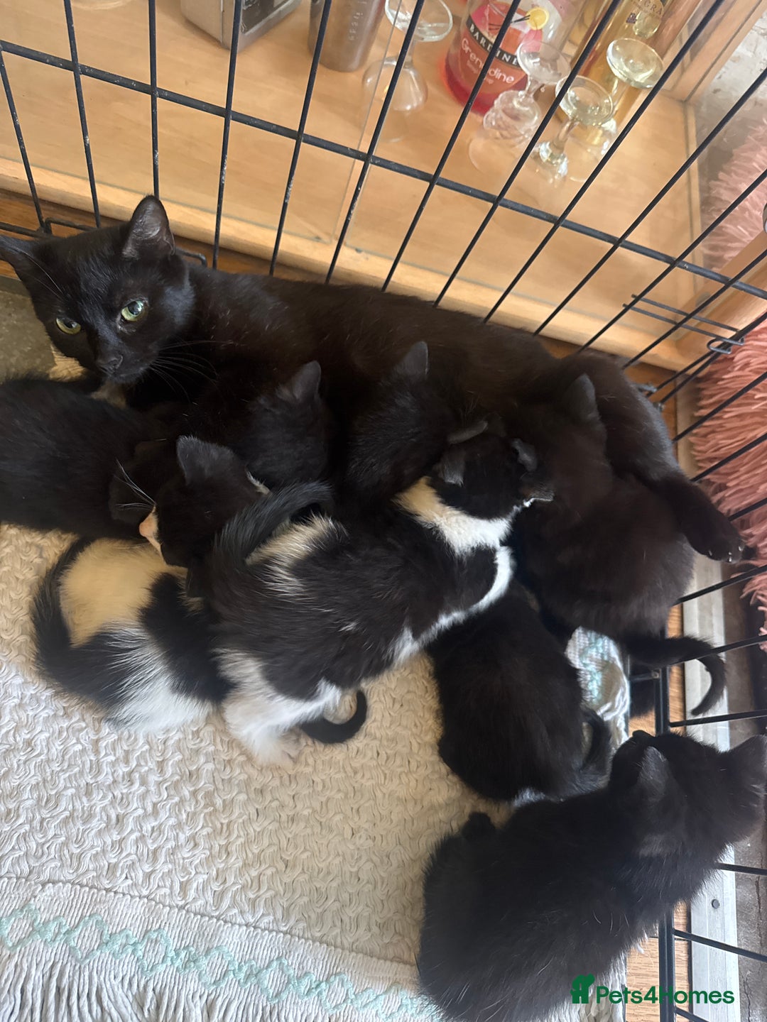 American Shorthair cats for sale: Cute little kitties  - Image 5