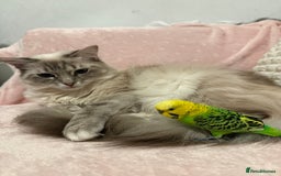 Ragdoll cats for sale: Ragdoll kittens due 25th August  - Image 9