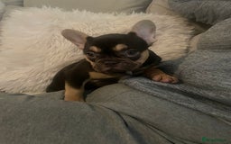 French Bulldog dogs for sale: Stunning French bulldogs  - Image 5
