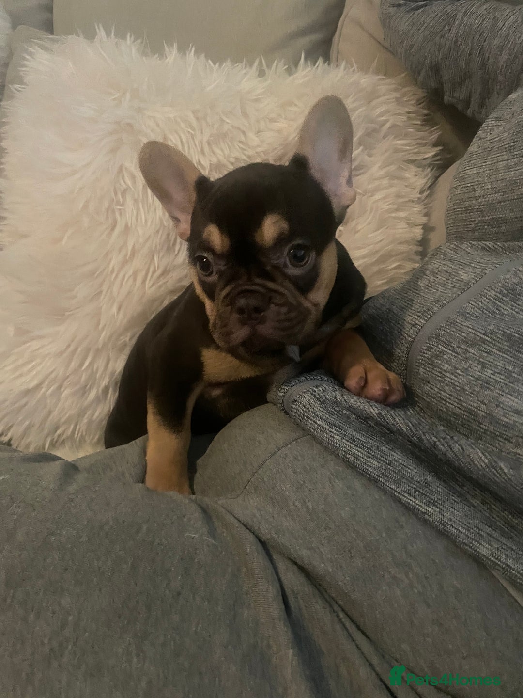 French Bulldog dogs for sale: Stunning French bulldogs  - Image 5