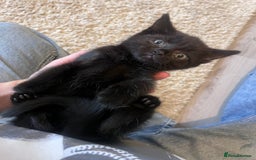 Domestic Shorthair cats for sale: Kittens  - Advert 4