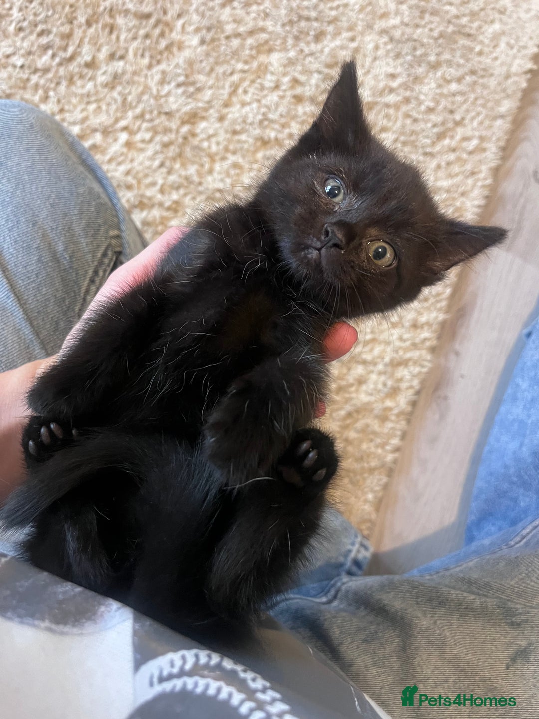 Domestic Shorthair cats for sale: Kittens  - Advert 4