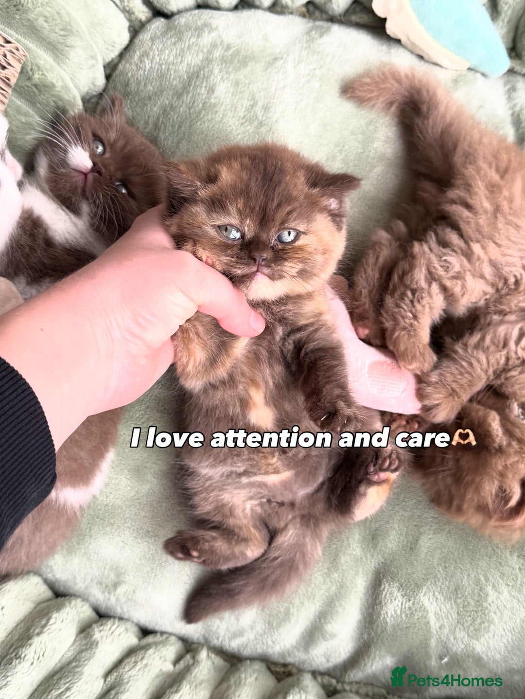 British Shorthair cats for sale: Chocolate brown cinnamon tortie British Kittens - Advert 34