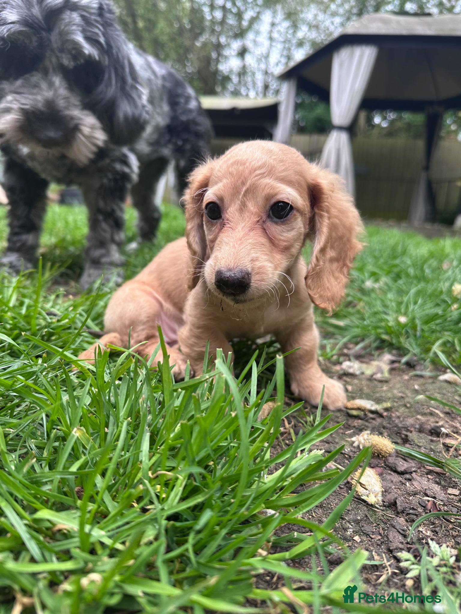 Miniature Dachshund Puppy 5