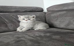 British Shorthair cats for sale: GCCF Active British Shorthair Kittens  - Image 10