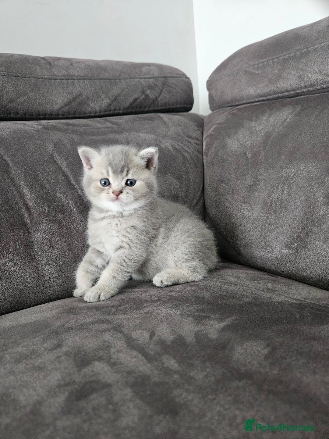 British Shorthair cats for sale: GCCF Active British Shorthair Kittens  - Image 10