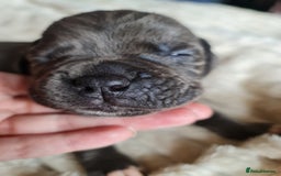 Cane Corso dogs for sale: Cane corso puppies  - Image 17