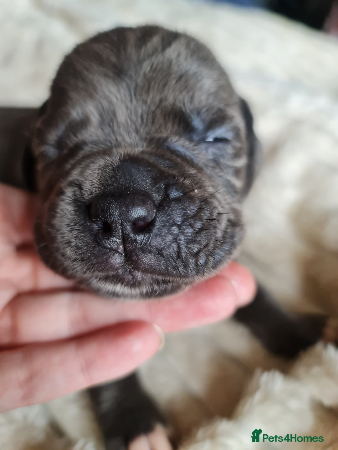 Cane Corso dogs for sale: Cane corso puppies  - Image 17