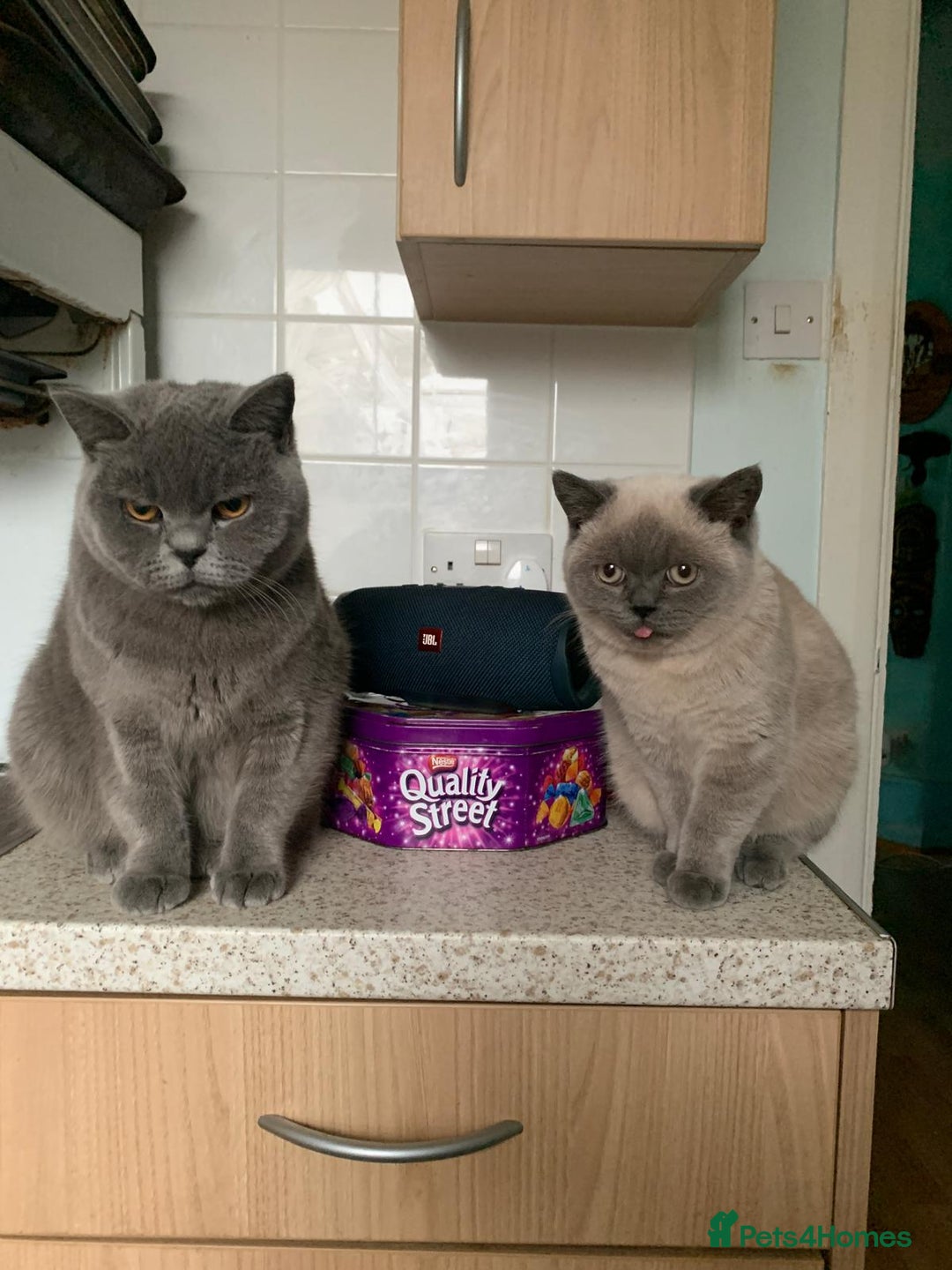 British Shorthair cats for sale: STUNNING LILAC BLUE BHS YOUNG FEMALE CAT - Advert 10