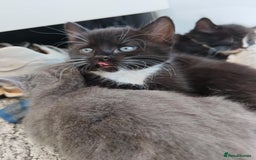 Mixed Breed cats for sale: 6 lovely brothers looking for new home - Image 3