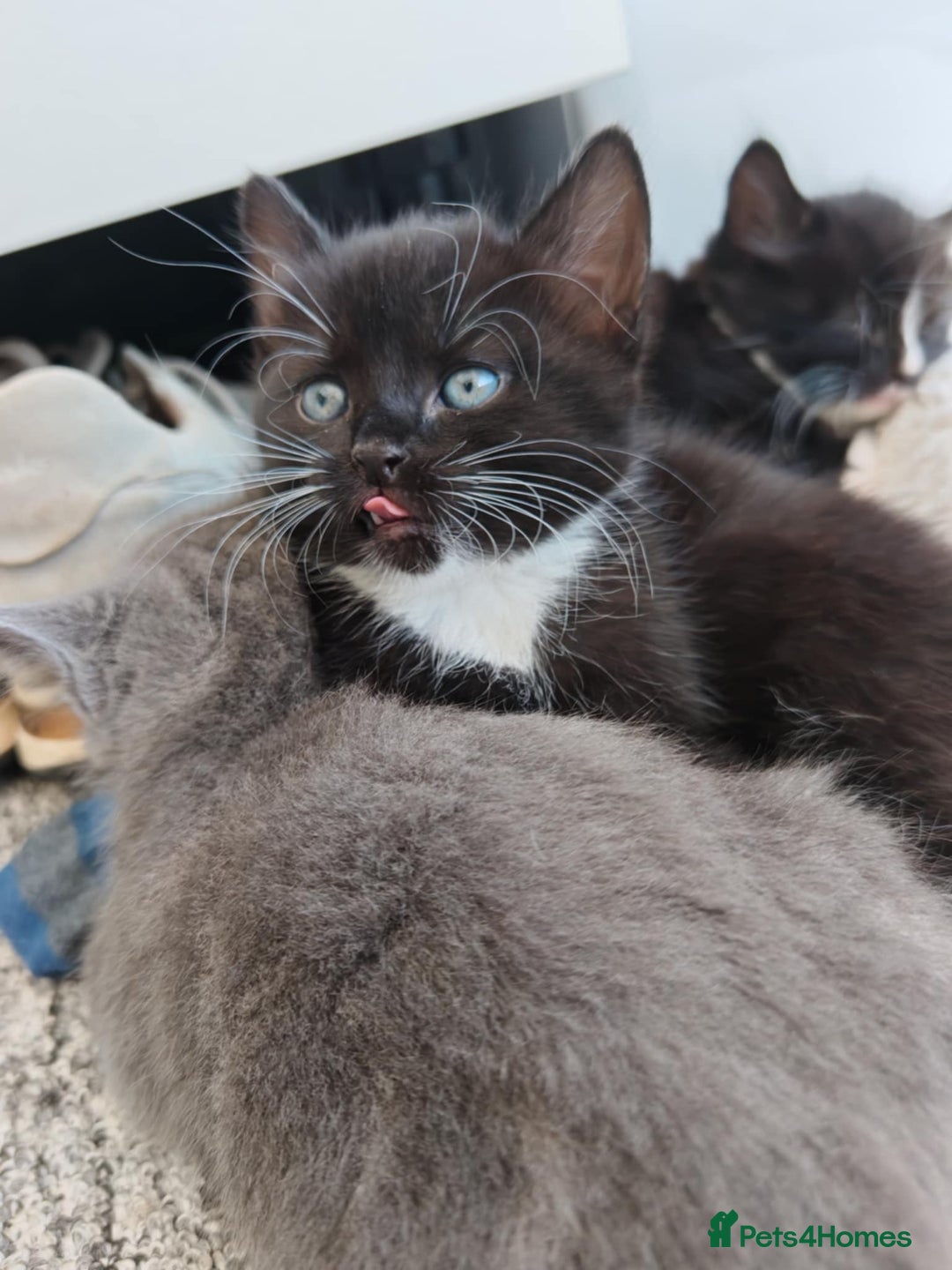 Mixed Breed cats for sale: 6 lovely brothers looking for new home - Image 3