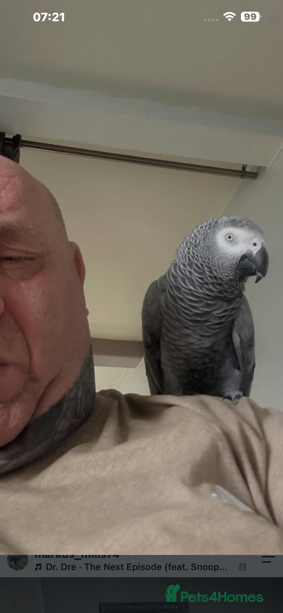 Parrots birds African grey parrot - Advert 8